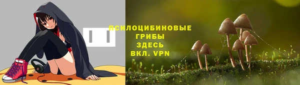 сатива Ростов