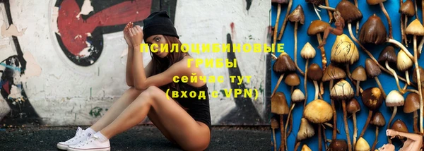 сатива Ростов